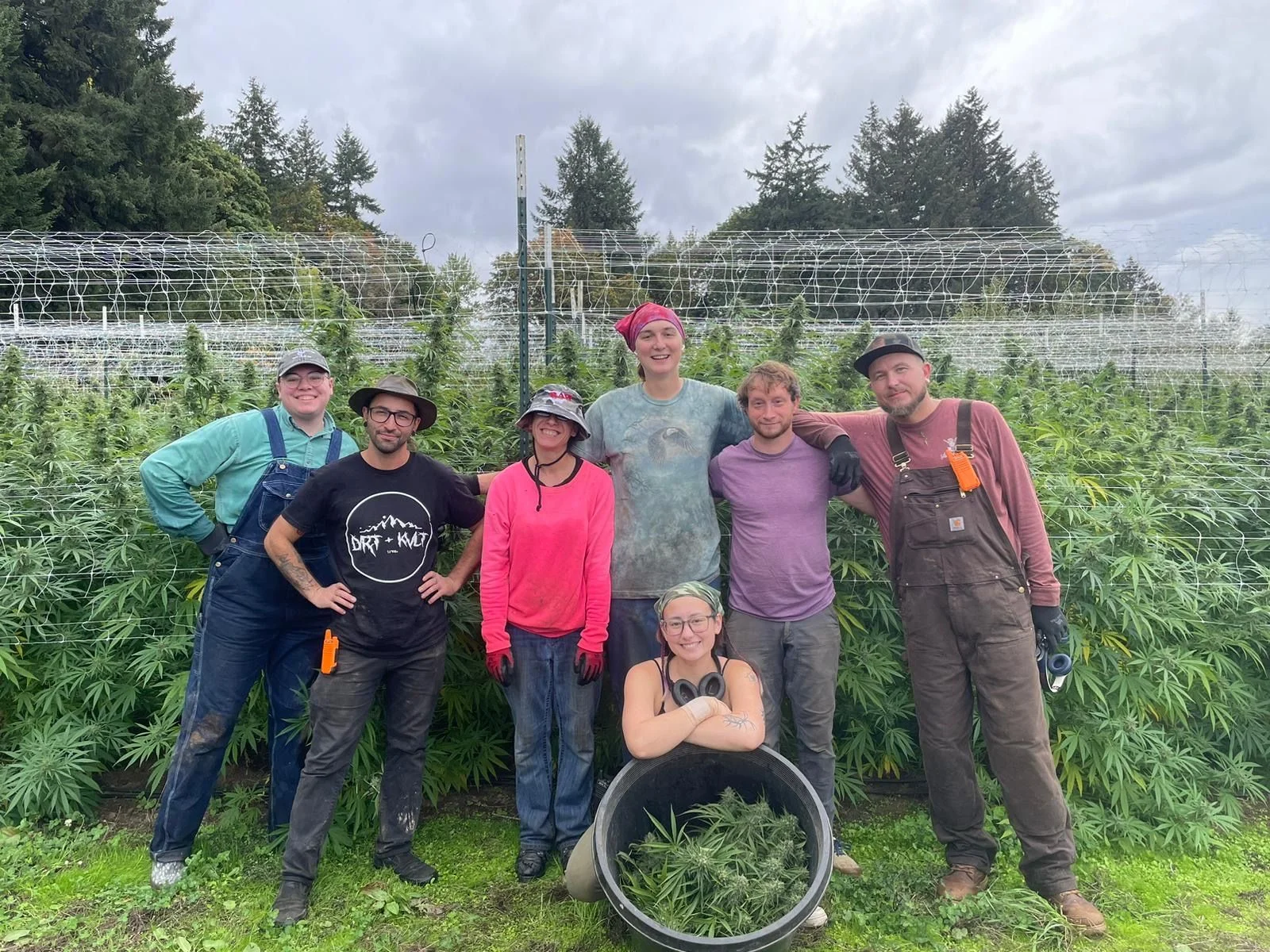 7 people in front of a row of tall cannabis plants with a bucket of freshly harvested buds.