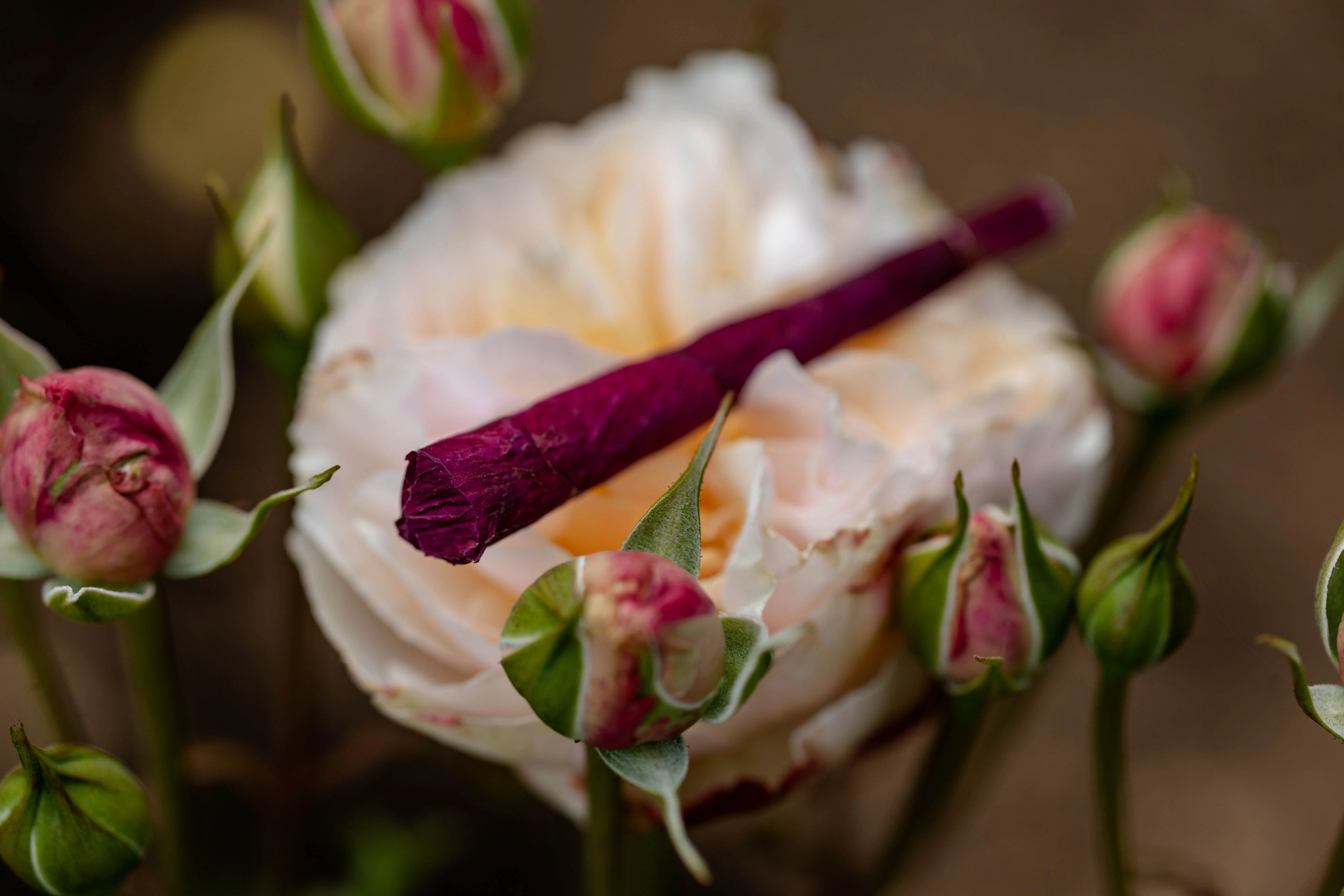 A rose petal wrapped blunt sitting on a rose