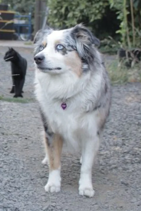 Luna, an Australian Shepard dog, stands on a gravel road. There is a black cat behind her.