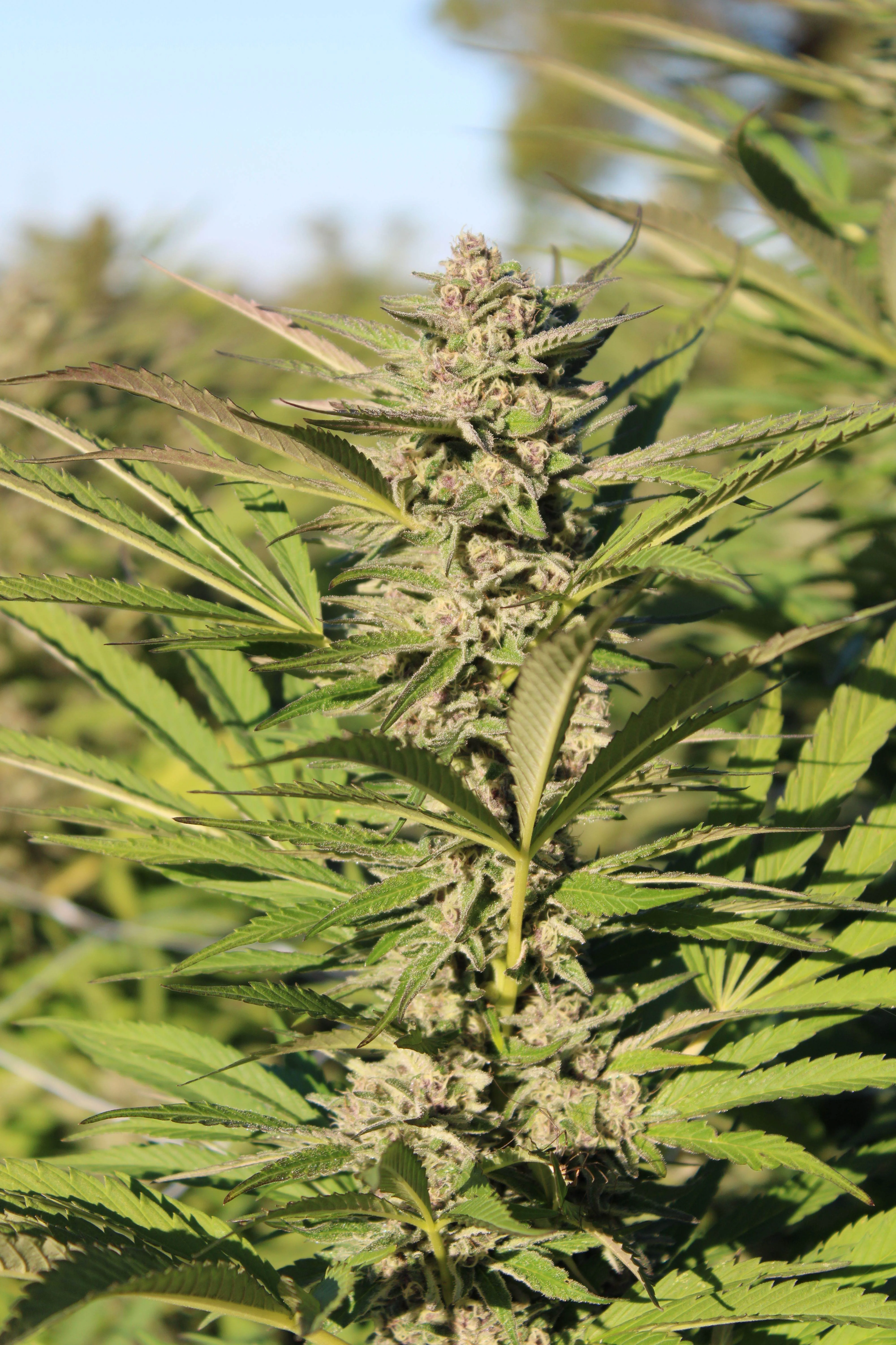 Closeup of a bud of a mature cannabis plant