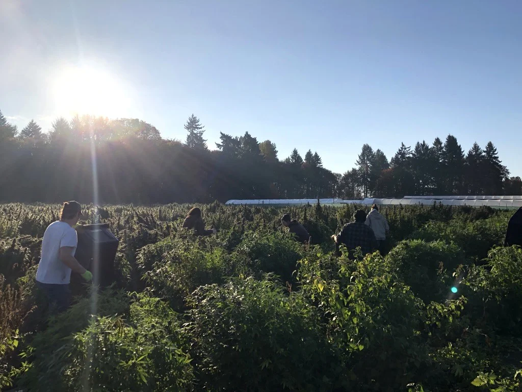 People harvesting cannabis in a field outdoors